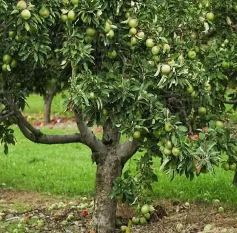 Green Apple Tree Seeds – Heirloom, Non-GMO, High Germination Organic Garden Seeds