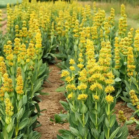 Yellow Gentian Flower Seeds – Heirloom, Non-GMO, High Germination Organic Garden Seeds for Planting