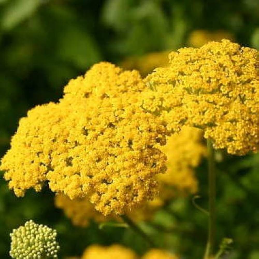 yellow yarrow flower seeds