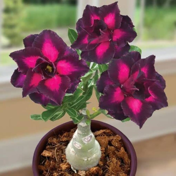 Red Desert Ornamental Flower Seeds for Planting