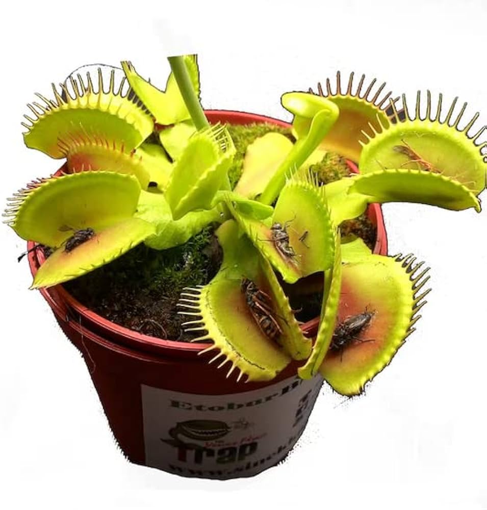 Venus Flytrap herb seeds