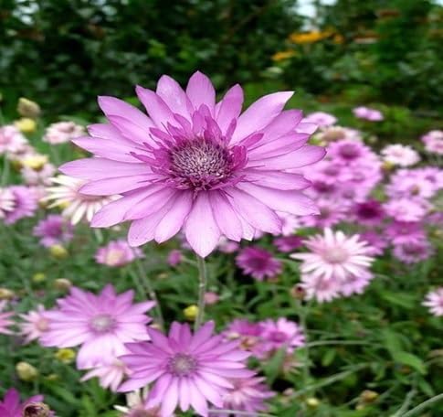 Xeranthemum Flower Seeds – Heirloom, Non-GMO, High Germination Organic Garden Seeds for Planting