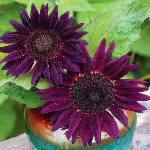 Sunflower Seeds Purple Heirloom Non-GMO High Germination Organic Garden Seeds