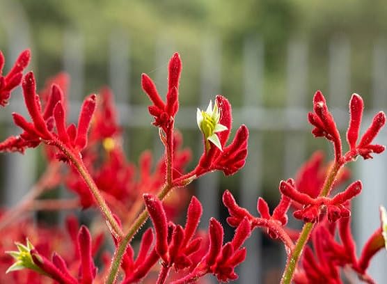Semillas de flores de Anigozanthos rojas para plantar, reliquia, sin OMG, alta germinación, semillas de jardín orgánicas