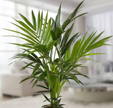 green palm flower seeds