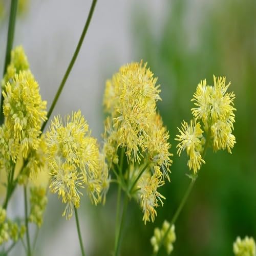 Yellow Thalictrum Flower Seeds Heirloom Non-GMO High Germination Organic Garden Seeds