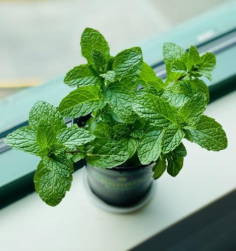 Green Mint Plant Seeds Heirloom Non-GMO High Germination Organic Garden Seeds for Planting