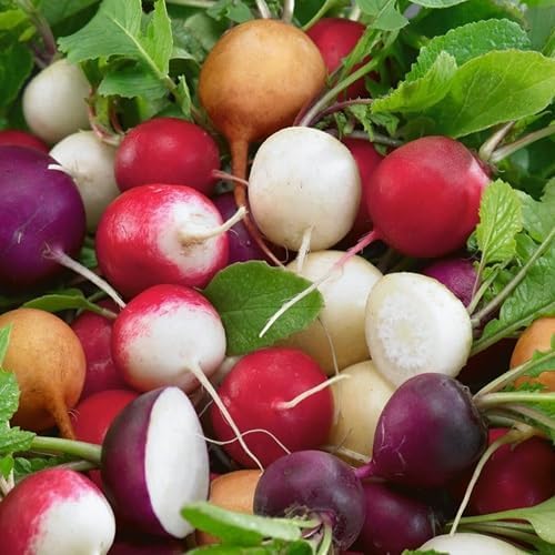 Mixed Radish – Heirloom, Non-GMO, High Germination Organic Garden Seeds Planting
