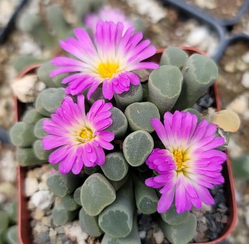 Semillas de Frithia Pulchra Rosa – Semillas de Jardín Orgánicas, Herencia, Sin OGM, Alta Germinación para Sembrar