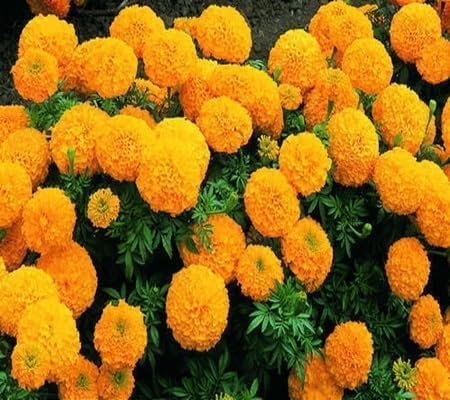 Marigold Flower Seeds – Heirloom, Non-GMO, High Germination Organic Garden Seeds for Planting