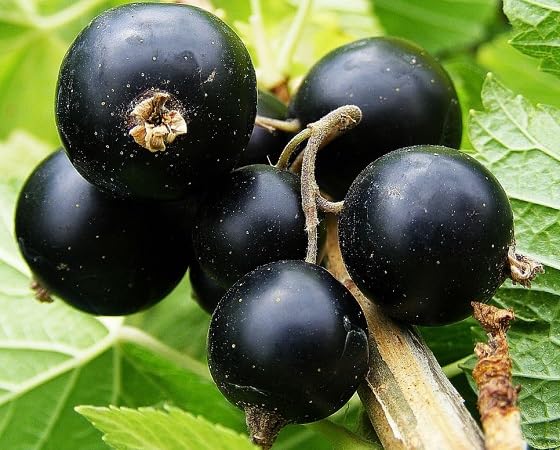 Black Currant Fruit Seeds – Heirloom, Non-GMO, High Germination Organic Garden Seeds