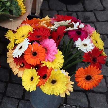 mixed gerbera flower seeds
