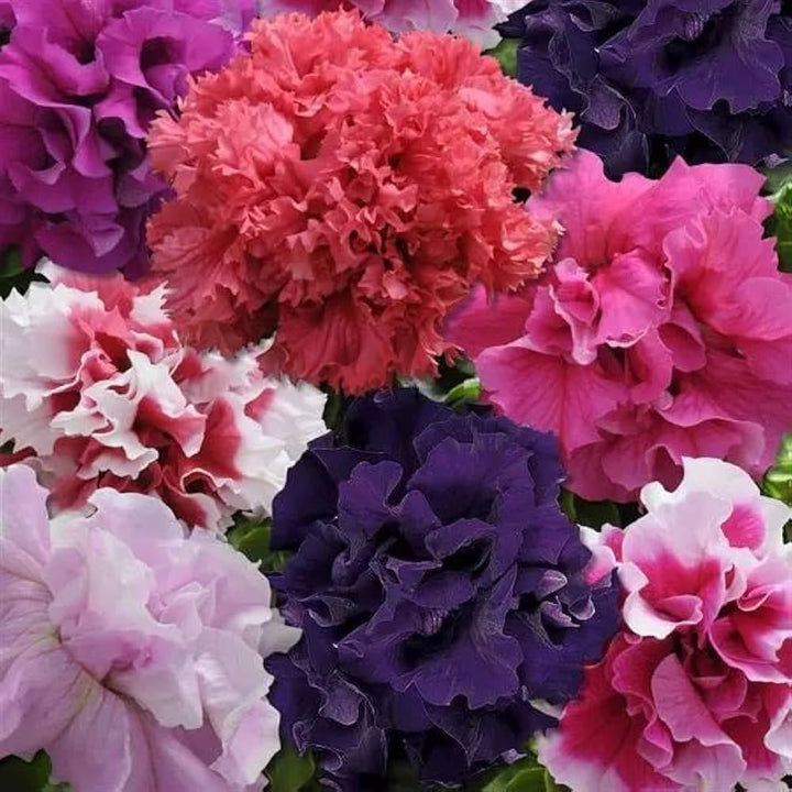 Petunia Flower Seeds for Planting