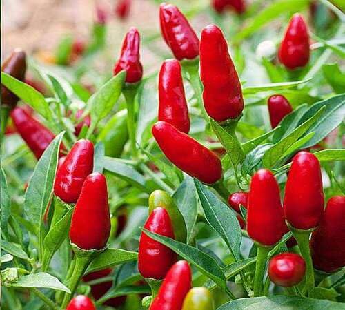 Semillas de Pimiento Rojo – Herencia, No-GMO, Alta Germinación, Semillas Orgánicas para Jardín