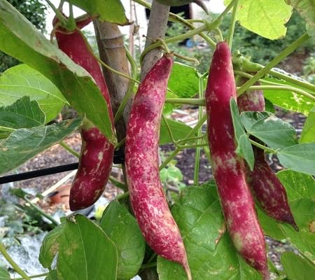 Bean Seeds – Heirloom, Non-GMO, High Germination Organic Garden Seeds Planting