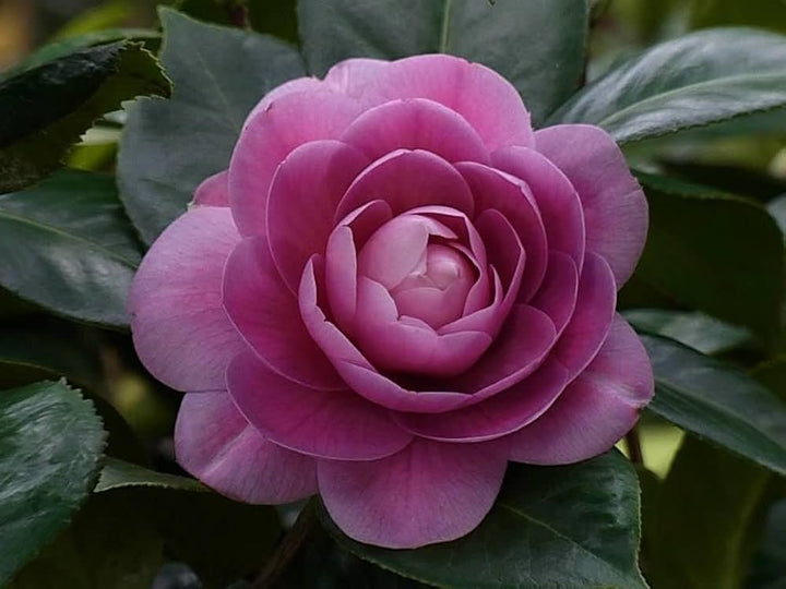 Dark Pink Camellia Flower Seeds – Heirloom, Non-GMO, High Germination Seeds