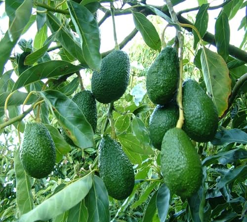 Avocado Seeds – Heirloom, Non-GMO, High Germination Organic Garden Seeds