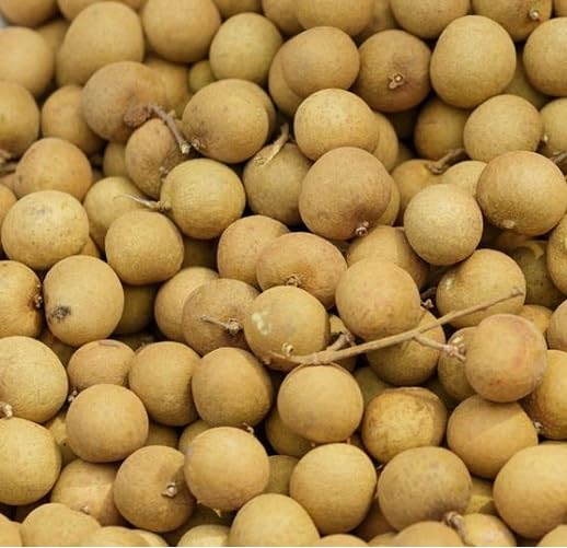 Longan Seeds Yellow – Heirloom, Non-GMO, High Germination Organic Garden Seeds