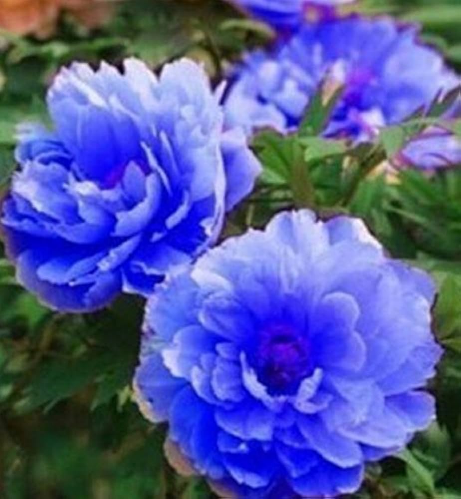 blue fd flower seeds