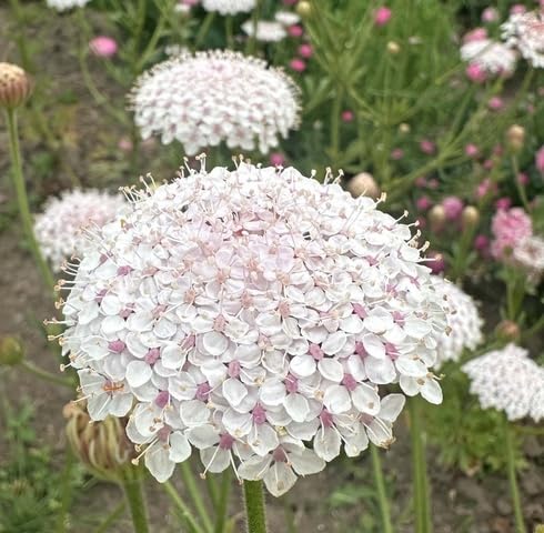 Semillas de flores Pink Didiscus – Cimarrón, Sin OGM, Semillas orgánicas de alta germinación para jardín