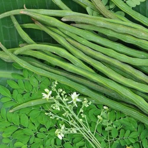 Green Moringa Seeds – Heirloom, Non-GMO, High Germination Organic Garden Seeds Planting