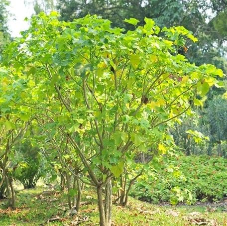 greenjatrophacurcastreeheirloomnongmo flower seeds