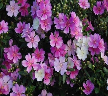 Tibouchina Flower Seeds Heirloom Non-GMO High Germination Organic Garden Seeds