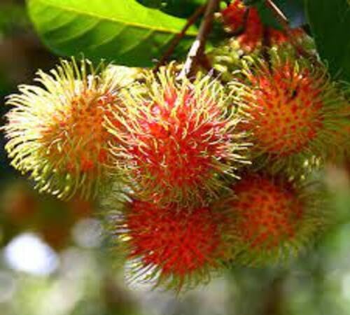 Rambutan Seeds – Heirloom, Non-GMO, High Germination Organic Garden Seeds