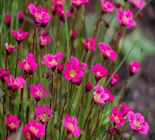 Saxifrage Flower Seeds Pink – Heirloom Non-GMO High Germination Organic Seeds