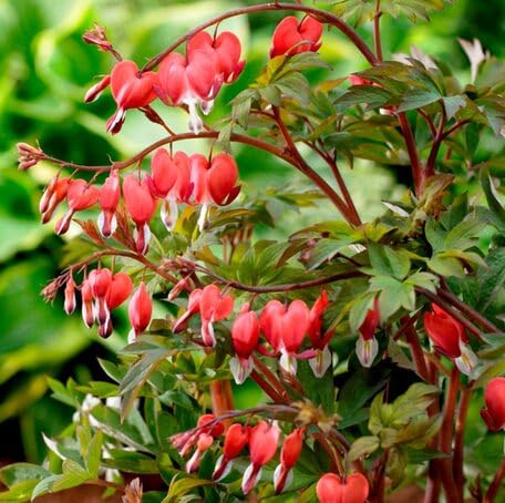 red lamprocapnos flower seeds