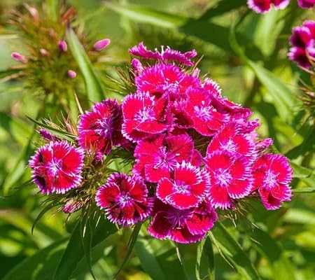 Dianthus Flower Seeds – Heirloom, Non-GMO, High Germination Organic Garden Seeds for Planting