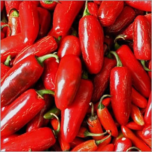 Chili Pepper Red Seeds – Heirloom, Non-GMO, High Germination Organic Garden Seeds Planting
