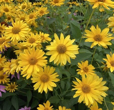 Yellow Heliopsis Flower Seeds – Heirloom Non-GMO High Germination Organic Garden Seeds