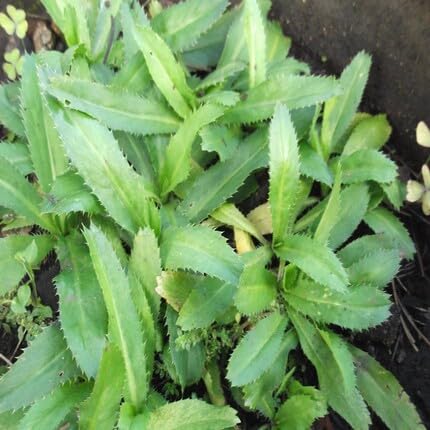 culantrogreenheirloomnongmo flower seeds