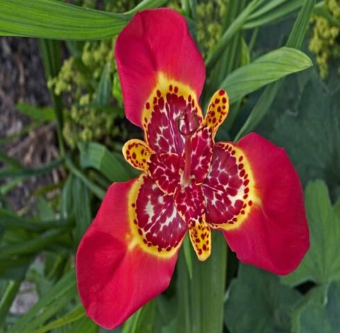 Red Tigridia Flower Seeds – Heirloom, Non-GMO, High Germination Organic Seeds