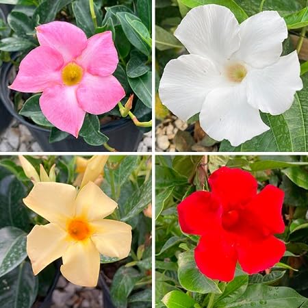 Mandevilla Flower Seeds Mixed – Heirloom Non-GMO High Germination