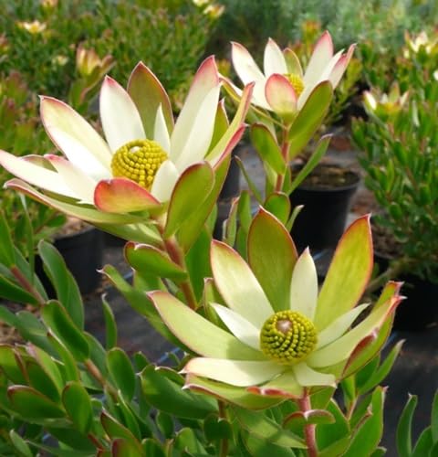 Leucadendron Flower Seeds – Heirloom, Non-GMO, High Germination Organic Garden Seeds for Planting