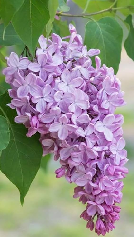 Lilac Flower Seeds Purple Heirloom Non-GMO High Germination Organic Garden Seeds for Planting
