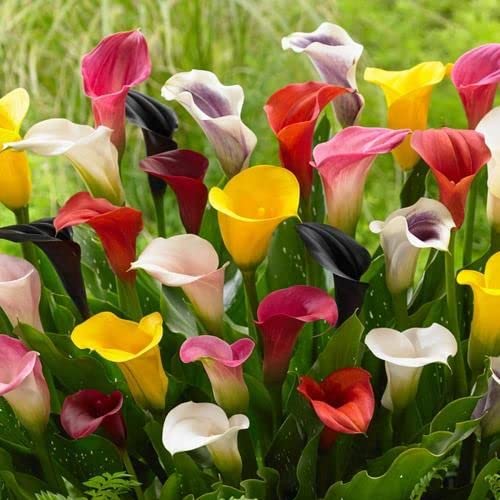 Mix Callalily Flower Seeds – Heirloom, Non-GMO, High Germination Seeds