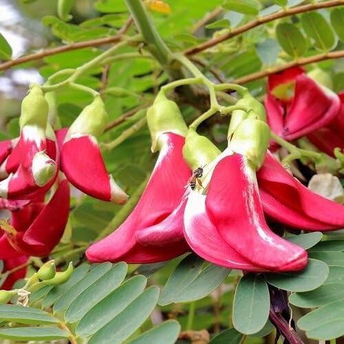 Red Sesbania Flower Seeds for Planting – Heirloom, Non-GMO, High Germination Organic Garden Seeds