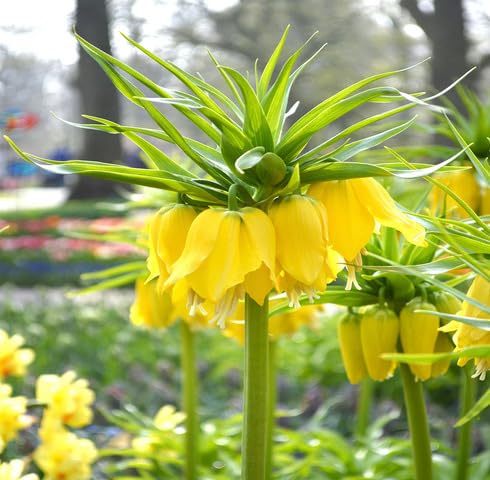 Yellow Fritillaria Flower Seeds Heirloom Non-GMO High Germination Organic Garden Seeds for Planting