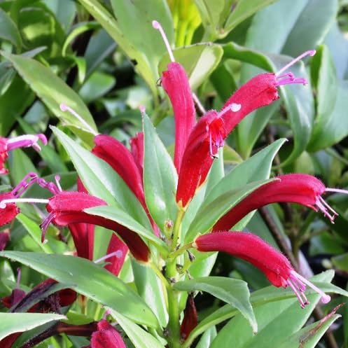Red Aeschynanthus Flower Seeds – Heirloom, Non-GMO, High Germination Organic Garden Seeds for Planting