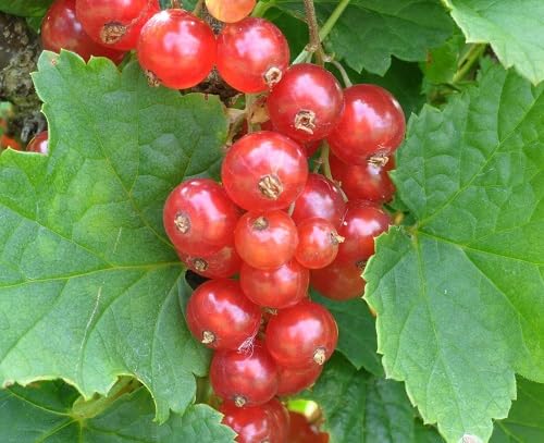 Currant Seeds Red – Heirloom, Non-GMO, High Germination Organic Garden Seeds