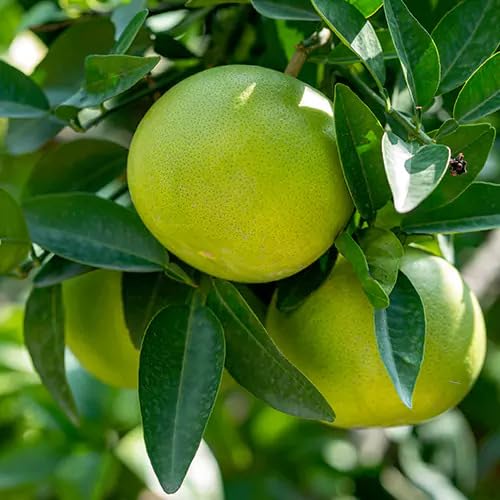Green Grape Seeds – Heirloom, Non-GMO, High Germination Organic Garden Seeds