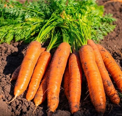 Orange Carrot Seeds – Heirloom, Non-GMO, High Germination Organic Garden Seeds Planting