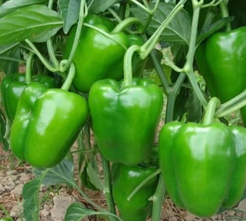 Pepper Seeds – Heirloom, Non-GMO, High Germination Organic Garden Seeds Planting