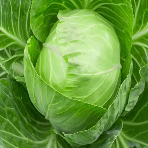 Cabbage Seeds – Heirloom, Non-GMO, High Germination Organic Garden Seeds Planting