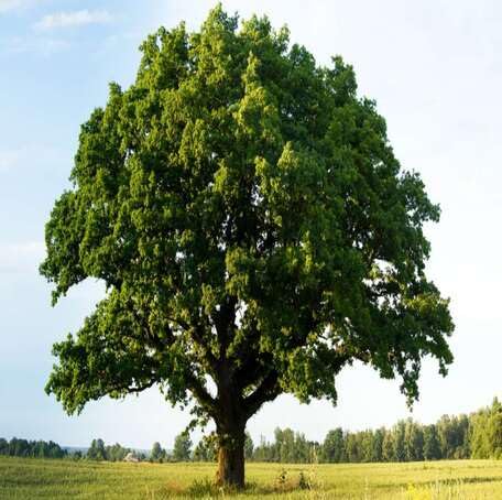 green oak flower seeds