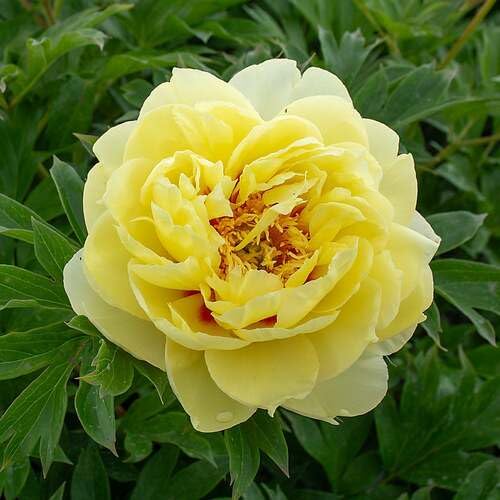 yellow perennial flower seeds