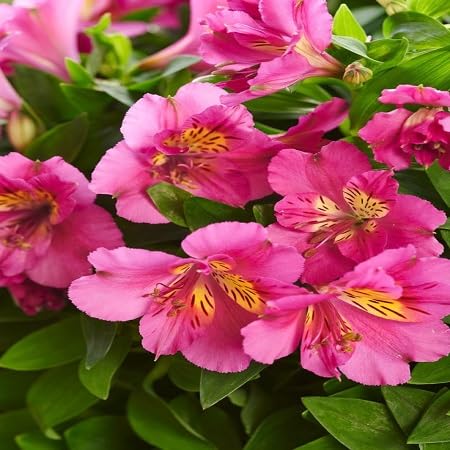 pink alstroemeria flower heirloom non-gmo seeds